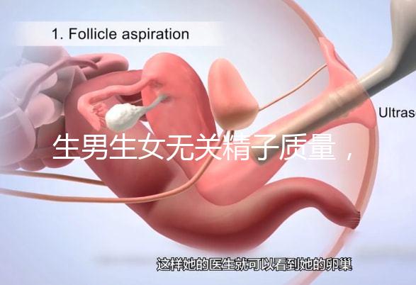 生男生女無關(guān)精子質(zhì)量,分享成功懷男孩的4個細(xì)節(jié)經(jīng)驗