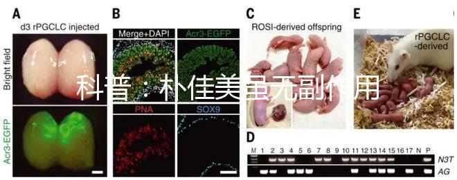 科普：樸佳美雖無副作用，但也不能和同類型藥品同吃