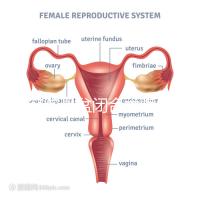美容院骨盆閉合術(shù)騙局公開，不但沒用還會造成損傷要小心
