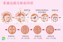 絕經后試管妊娠如何支持黃體戳，醫生：掌握時間很重要