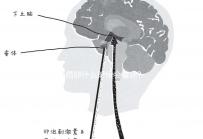 受精卵什么時(shí)候會(huì)著床?臨床經(jīng)驗(yàn):12天后著床幾率低