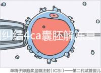 別糾結4ca囊胚解凍復蘇最早幾天能測出了,著床率先了解下