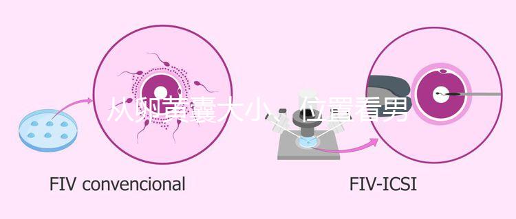 從卵黃囊大小、位置看男女，寶寶性別分辨一眼就準