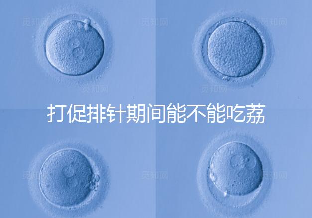 打促排針期間能不能吃荔枝看月份，想促進(jìn)卵泡發(fā)育別亂食用