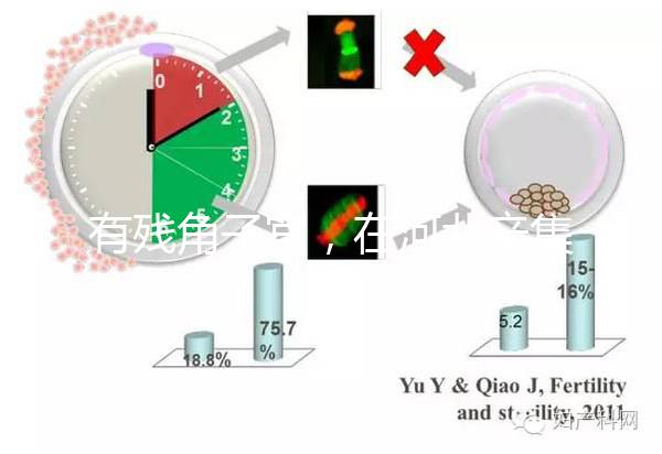 有殘角子宮，在河北辛集當地能做試管嬰兒嗎？