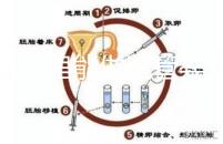 文昌哪里能做試管嬰兒?國內(nèi)做一次成功率有多高?