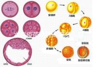 水痘疫苗兩針間隔多久有規(guī)定,第二針什么時(shí)候按年齡來算