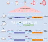 孕婦夢(mèng)見麻雀表示胎兒發(fā)育很健康!具體胎夢(mèng)含義解讀