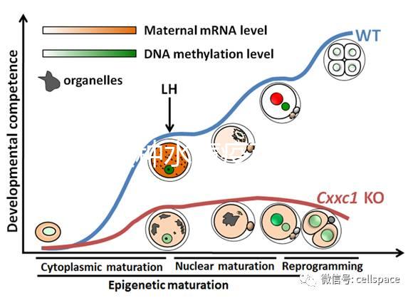 寶寶接種水痘疫苗后≠100%安全，不知道怎么辦看這3點(diǎn)