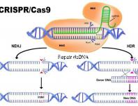 如果精子前向運動率低于19，就不要看這個弱精子看完了嗎？