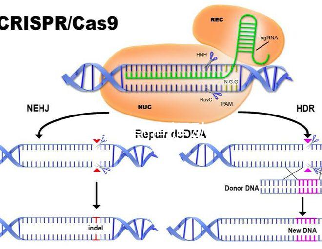 如果精子前向運(yùn)動率低于19，就不要看這個弱精子看完了嗎？