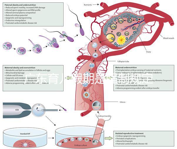 廣東育兒假期是強制規(guī)定！深圳包不包括雙休日這均有答復(fù)
