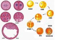 邵逸夫醫院試管嬰兒多少錢？全部費用明細為你一一列出