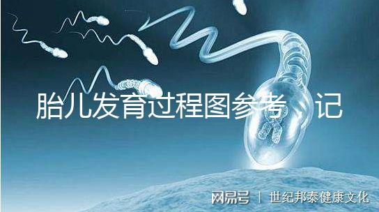 胎兒發育過程圖參考，記錄胚胎從一到九個月變化