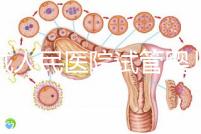 聊城人民醫院試管嬰兒成功率怎么樣，3大助孕案例告訴你答案
