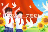 試管移植第二天后胚胎在干嘛!子宮內(nèi)游走居無定所