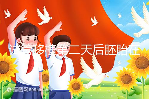 試管移植第二天后胚胎在干嘛！子宮內(nèi)游走居無定所