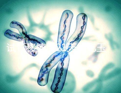 試管移植后21天能吃玉米嗎？孕婦多吃能減少便秘？