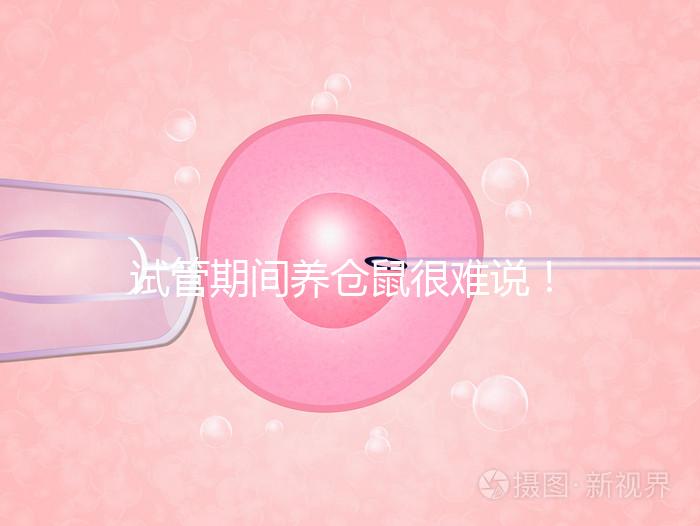 試管期間養(yǎng)倉鼠很難說!先了解對胎兒的影響再決定!