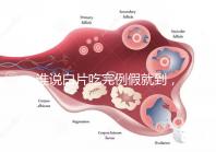 誰說白片吃完例假就到，人流停用優思悅來月經時間了解下