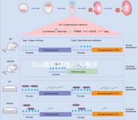 5ba囊胚移植幾天著床可測分情況，9天肚子不舒服還有希望