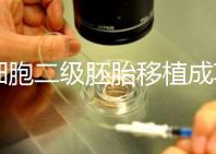 9細(xì)胞二級胚胎移植成功案例不少,過來人告訴你著床率較高