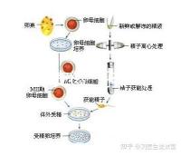 2024年安徽三孩產假政策更新，提前多久休息自然分娩或剖腹產？