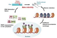 2D局限性,3D分析不完善,竇卵泡計(jì)數(shù)(AFC)監(jiān)測不能少